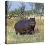 Hippo, with Red-Billed Oxpeckers (Tick Birds), Grazes, Okavango Swamp Edge, Moremi Wildlife Reserve-Nigel Pavitt-Stretched Canvas
