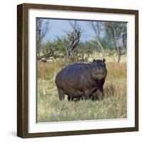 Hippo, with Red-Billed Oxpeckers (Tick Birds), Grazes, Okavango Swamp Edge, Moremi Wildlife Reserve-Nigel Pavitt-Framed Photographic Print