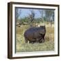 Hippo, with Red-Billed Oxpeckers (Tick Birds), Grazes, Okavango Swamp Edge, Moremi Wildlife Reserve-Nigel Pavitt-Framed Photographic Print