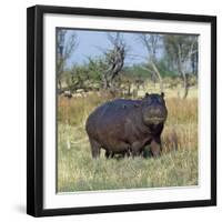 Hippo, with Red-Billed Oxpeckers (Tick Birds), Grazes, Okavango Swamp Edge, Moremi Wildlife Reserve-Nigel Pavitt-Framed Photographic Print