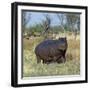 Hippo, with Red-Billed Oxpeckers (Tick Birds), Grazes, Okavango Swamp Edge, Moremi Wildlife Reserve-Nigel Pavitt-Framed Photographic Print