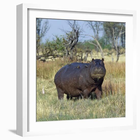 Hippo, with Red-Billed Oxpeckers (Tick Birds), Grazes, Okavango Swamp Edge, Moremi Wildlife Reserve-Nigel Pavitt-Framed Photographic Print