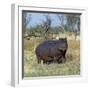 Hippo, with Red-Billed Oxpeckers (Tick Birds), Grazes, Okavango Swamp Edge, Moremi Wildlife Reserve-Nigel Pavitt-Framed Photographic Print