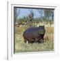 Hippo, with Red-Billed Oxpeckers (Tick Birds), Grazes, Okavango Swamp Edge, Moremi Wildlife Reserve-Nigel Pavitt-Framed Photographic Print