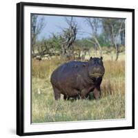 Hippo, with Red-Billed Oxpeckers (Tick Birds), Grazes, Okavango Swamp Edge, Moremi Wildlife Reserve-Nigel Pavitt-Framed Photographic Print