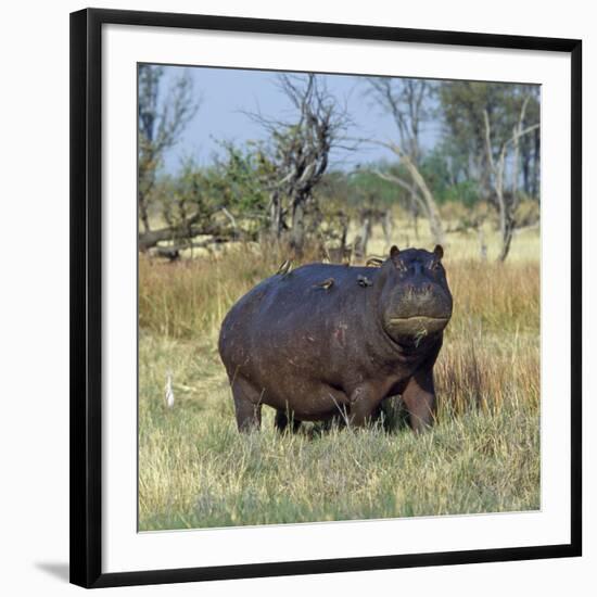 Hippo, with Red-Billed Oxpeckers (Tick Birds), Grazes, Okavango Swamp Edge, Moremi Wildlife Reserve-Nigel Pavitt-Framed Photographic Print