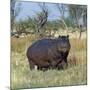 Hippo, with Red-Billed Oxpeckers (Tick Birds), Grazes, Okavango Swamp Edge, Moremi Wildlife Reserve-Nigel Pavitt-Mounted Photographic Print