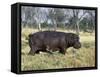 Hippo, with Red-Billed Oxpeckers (Tick Birds), Grazes, Okavango Swamp Edge, Moremi Wildlife Reserve-Nigel Pavitt-Framed Stretched Canvas