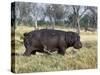 Hippo, with Red-Billed Oxpeckers (Tick Birds), Grazes, Okavango Swamp Edge, Moremi Wildlife Reserve-Nigel Pavitt-Stretched Canvas