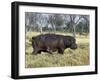 Hippo, with Red-Billed Oxpeckers (Tick Birds), Grazes, Okavango Swamp Edge, Moremi Wildlife Reserve-Nigel Pavitt-Framed Photographic Print