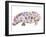 Hippo-Louise Tate-Framed Giclee Print