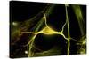 Hippocampal Neuron Fluorescent Micrograph-Robert Mcneil-Stretched Canvas