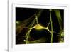 Hippocampal Neuron Fluorescent Micrograph-Robert Mcneil-Framed Photographic Print