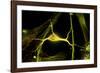 Hippocampal Neuron Fluorescent Micrograph-Robert Mcneil-Framed Photographic Print