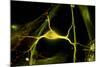 Hippocampal Neuron Fluorescent Micrograph-Robert Mcneil-Mounted Photographic Print