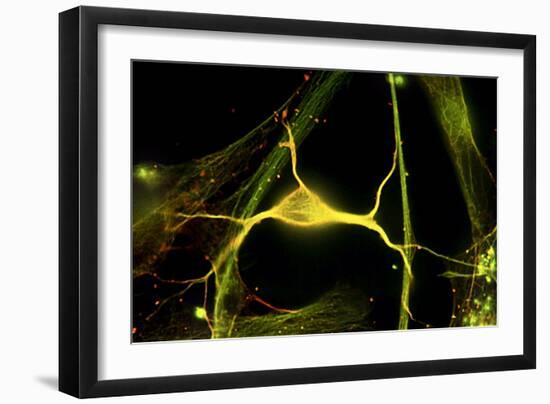 Hippocampal Neuron Fluorescent Micrograph-Robert Mcneil-Framed Photographic Print