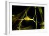 Hippocampal Neuron Fluorescent Micrograph-Robert Mcneil-Framed Photographic Print