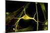 Hippocampal Neuron Fluorescent Micrograph-Robert Mcneil-Mounted Photographic Print