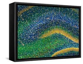 Hippocampus Brain Tissue-Thomas Deerinck-Framed Stretched Canvas