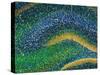 Hippocampus Brain Tissue-Thomas Deerinck-Stretched Canvas