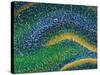 Hippocampus Brain Tissue-Thomas Deerinck-Stretched Canvas