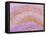 Hippocampus Brain Tissue-Thomas Deerinck-Framed Stretched Canvas