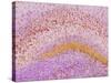 Hippocampus Brain Tissue-Thomas Deerinck-Stretched Canvas