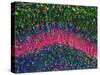 Hippocampus Brain Tissue-Thomas Deerinck-Stretched Canvas