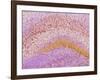 Hippocampus Brain Tissue-Thomas Deerinck-Framed Photographic Print