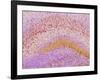 Hippocampus Brain Tissue-Thomas Deerinck-Framed Photographic Print