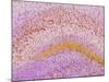 Hippocampus Brain Tissue-Thomas Deerinck-Mounted Photographic Print