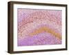 Hippocampus Brain Tissue-Thomas Deerinck-Framed Photographic Print