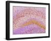 Hippocampus Brain Tissue-Thomas Deerinck-Framed Photographic Print