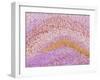 Hippocampus Brain Tissue-Thomas Deerinck-Framed Photographic Print