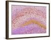 Hippocampus Brain Tissue-Thomas Deerinck-Framed Photographic Print