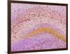 Hippocampus Brain Tissue-Thomas Deerinck-Framed Photographic Print