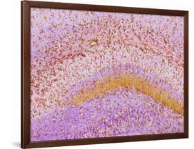 Hippocampus Brain Tissue-Thomas Deerinck-Framed Photographic Print