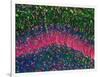 Hippocampus Brain Tissue-Thomas Deerinck-Framed Photographic Print