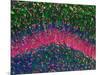 Hippocampus Brain Tissue-Thomas Deerinck-Mounted Photographic Print