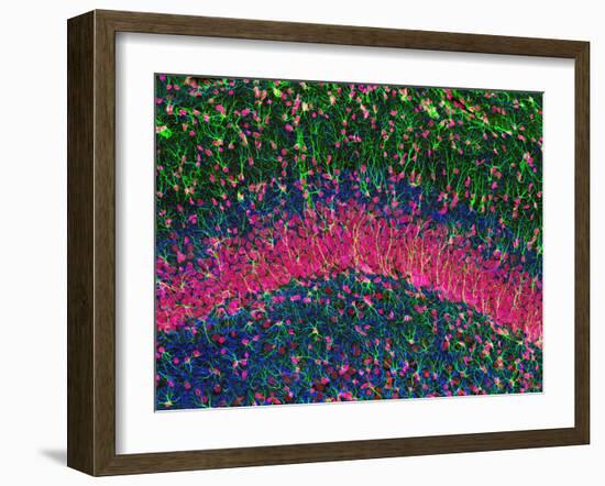 Hippocampus Brain Tissue-Thomas Deerinck-Framed Photographic Print