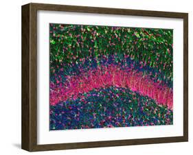 Hippocampus Brain Tissue-Thomas Deerinck-Framed Photographic Print