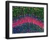 Hippocampus Brain Tissue-Thomas Deerinck-Framed Photographic Print