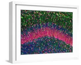 Hippocampus Brain Tissue-Thomas Deerinck-Framed Photographic Print