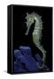 Hippocampus Kuda (Common Seahorse, Estuary Seahorse, Yellow Seahorse, Spotted Seahorse)-Paul Starosta-Framed Stretched Canvas
