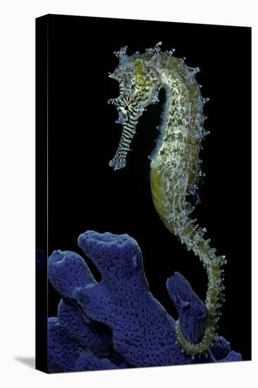 Hippocampus Kuda (Common Seahorse, Estuary Seahorse, Yellow Seahorse, Spotted Seahorse)-Paul Starosta-Stretched Canvas