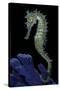 Hippocampus Kuda (Common Seahorse, Estuary Seahorse, Yellow Seahorse, Spotted Seahorse)-Paul Starosta-Stretched Canvas