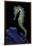 Hippocampus Kuda (Common Seahorse, Estuary Seahorse, Yellow Seahorse, Spotted Seahorse)-Paul Starosta-Framed Premium Photographic Print