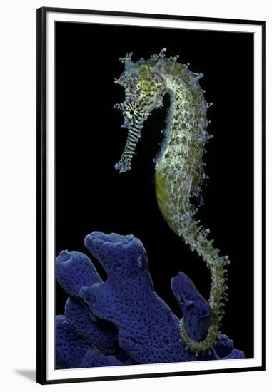 Hippocampus Kuda (Common Seahorse, Estuary Seahorse, Yellow Seahorse, Spotted Seahorse)-Paul Starosta-Framed Premium Photographic Print