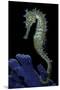 Hippocampus Kuda (Common Seahorse, Estuary Seahorse, Yellow Seahorse, Spotted Seahorse)-Paul Starosta-Mounted Premium Photographic Print