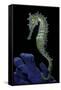Hippocampus Kuda (Common Seahorse, Estuary Seahorse, Yellow Seahorse, Spotted Seahorse)-Paul Starosta-Framed Stretched Canvas